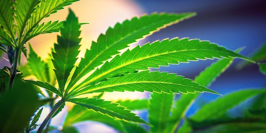 Ingen anledning att ändra ljuscykel – Autoflower cannabisfrön