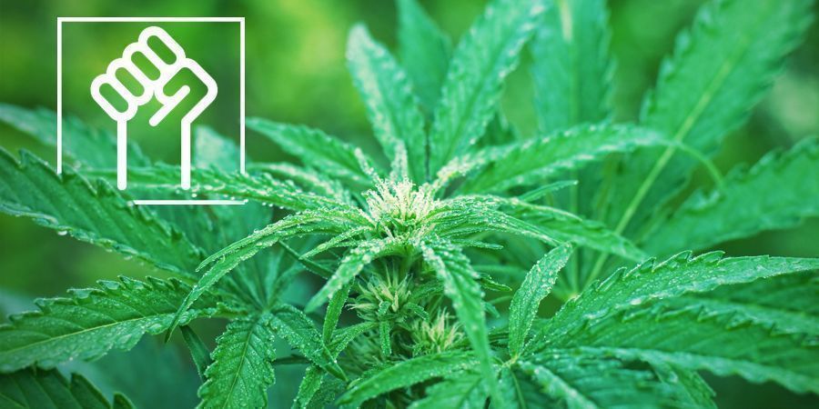 Tålig genetik – Autoflower cannabis sorter