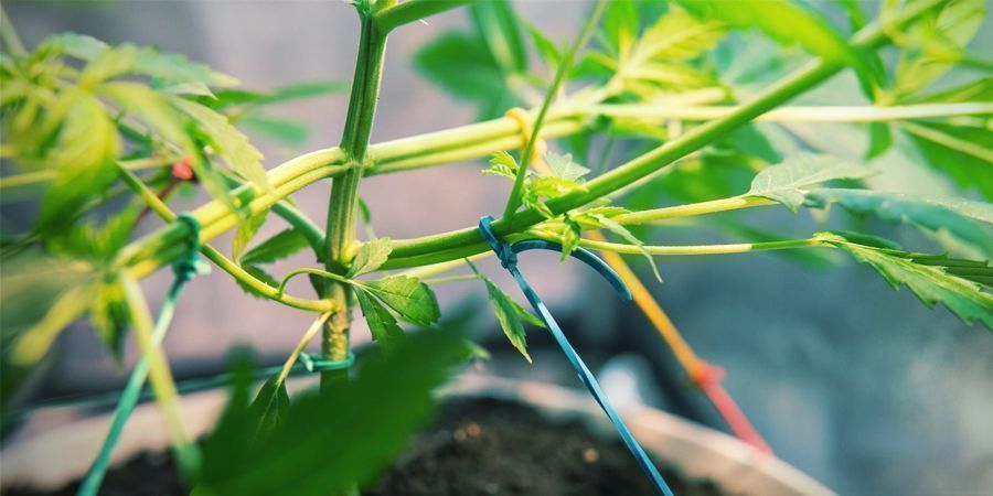 Svår att träna Svår att träna – Autoflower cannabis