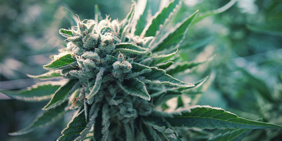Vad är autoflower cannabis? Vad är autoflower cannabis?