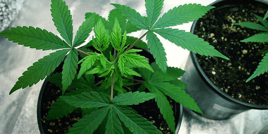 Du behöver mindre utrymme – Autoflower cannabis