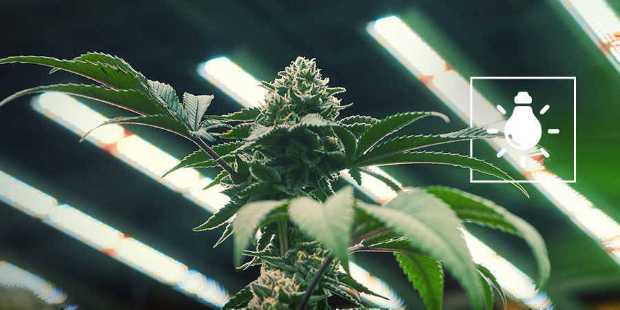 Hur mycket ljus behöver cannabisplantor? Hur mycket ljus behöver cannabisplantor?