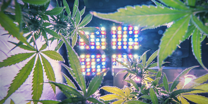 Hur du avgör rätt mängd ljus för cannabisplantor Hur du avgör rätt mängd ljus för cannabisplantor