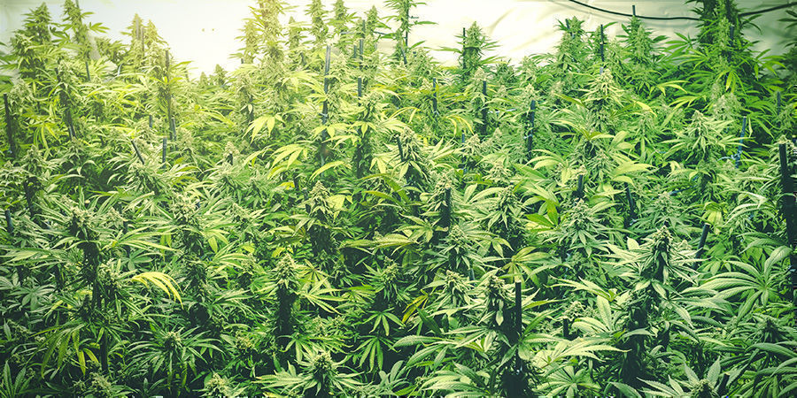 Hur du ökar cannabisavkastningen med en luxmätare Hur du ökar cannabisavkastningen med en luxmätare