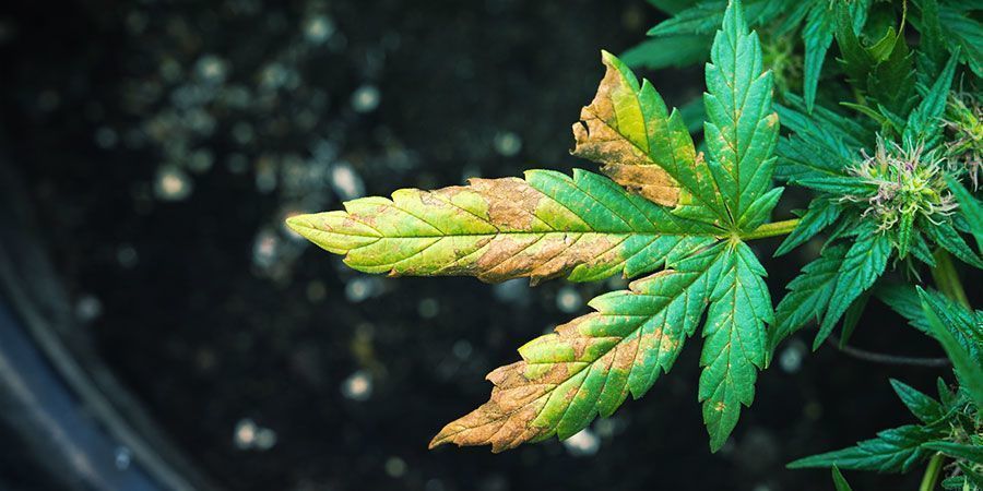 Cannabisplanta angripen av rotbladlöss: symtomen Cannabisplanta angripen av rotbladlöss: symtomen
