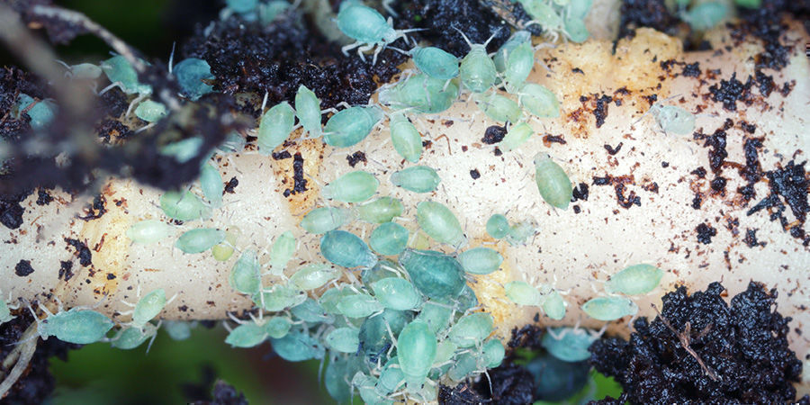 Vad är rotbladlöss? What Are Root Aphids?