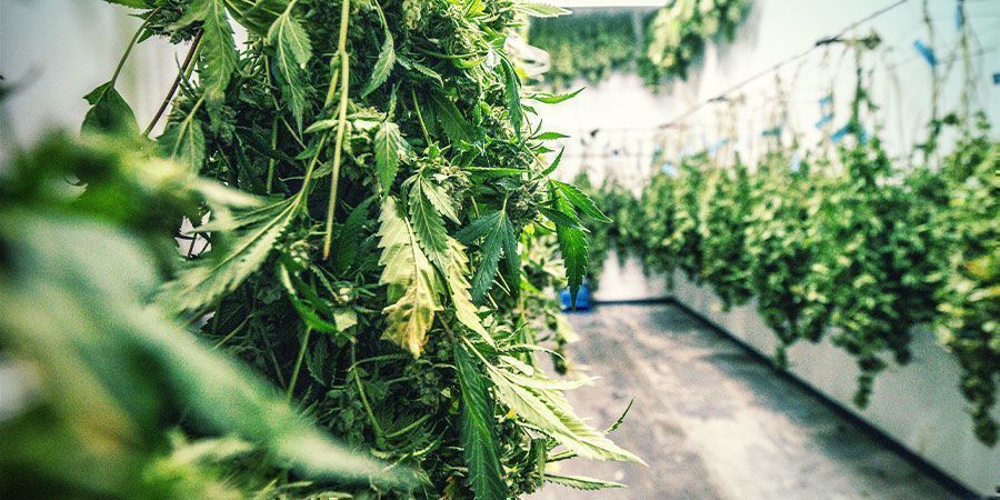 Avfuktare i torkrummet för cannabis