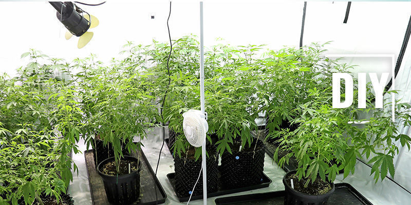 Så gör du en hemmagjord luftfuktare till ditt odlingsrum för cannabis Så gör du en hemmagjord luftfuktare till ditt odlingsrum för cannabis