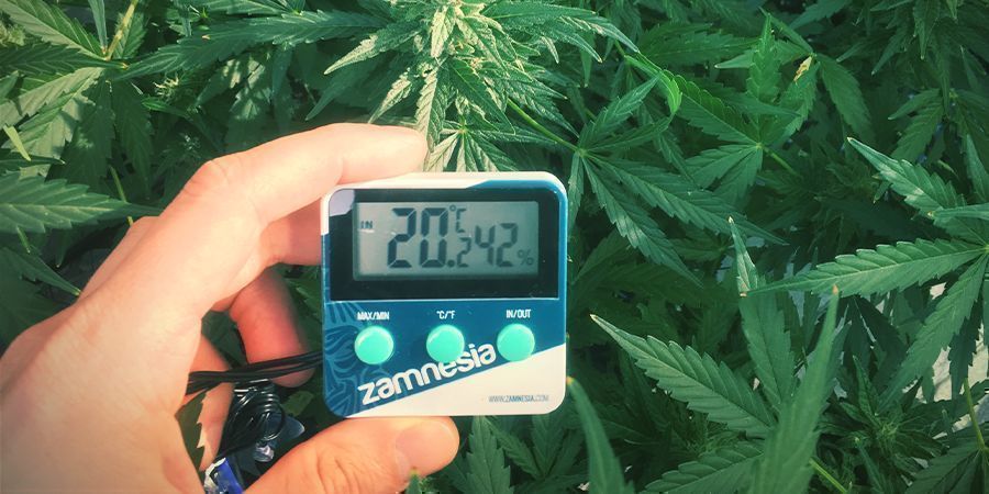 Optimala luftfuktighetsnivåer för cannabisplantor