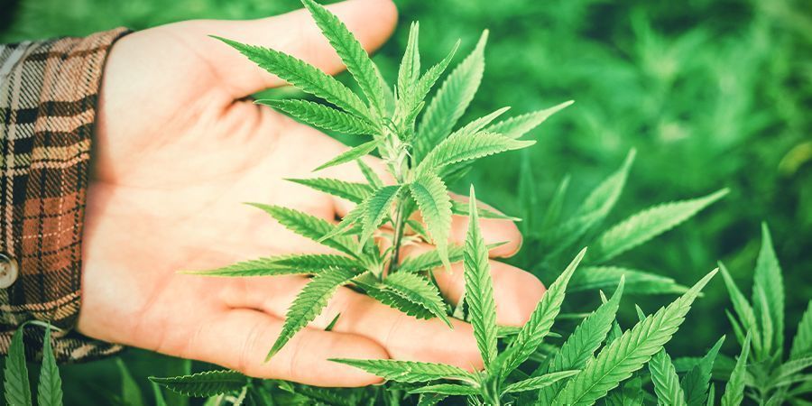 Varför är luftfuktighet viktigt för cannabis? Varför är luftfuktighet viktigt för cannabis?