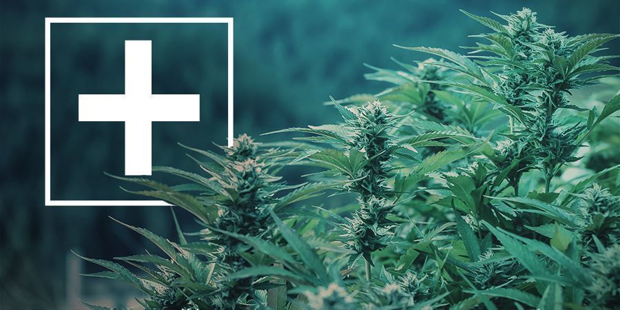 F&ouml;rdelar med snabbblommande cannabissorter