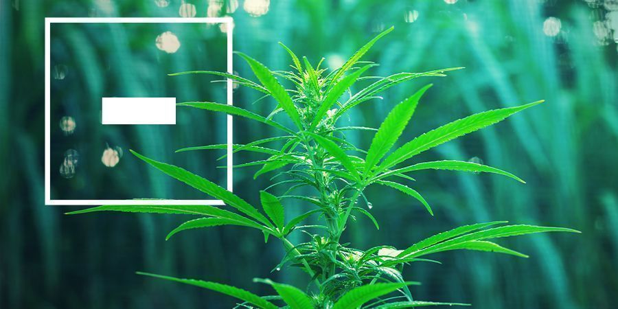 Nackdelar med snabbblommande cannabissorter