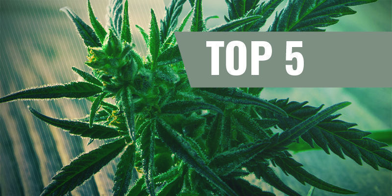 Topp 5 snabbblommande cannabissorter