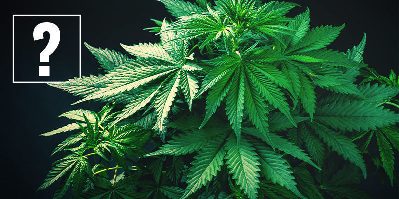Vad &auml;r snabbblommande cannabissorter?