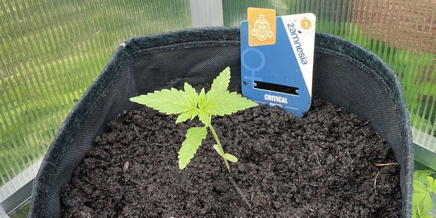 SÅ PLANTERAR DU DIN CANNABIS I DIN JORDBLANDNING
