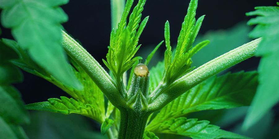 Kan du gå över till blomningsfasen direkt efter toppning? Kan du gå över till blomningsfasen direkt efter toppning?