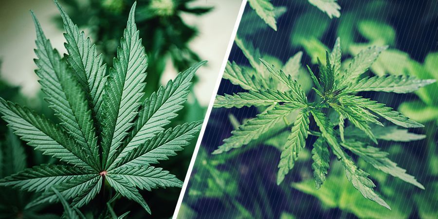 Genetik Genetics