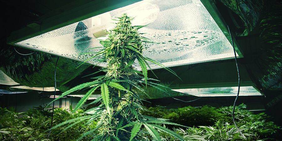 Höjd på cannabisplantor Höjd på cannabisplantor