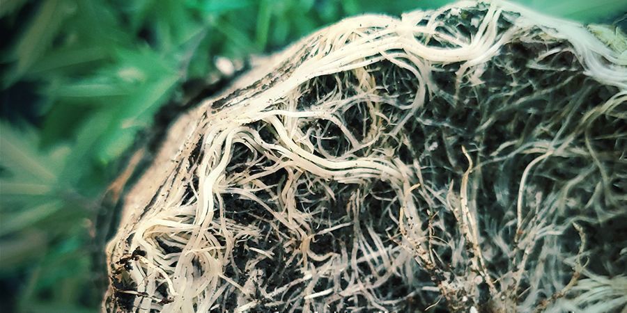 Robust Root Network Of Cannabisplants Robust Root Network Of Cannabisplants