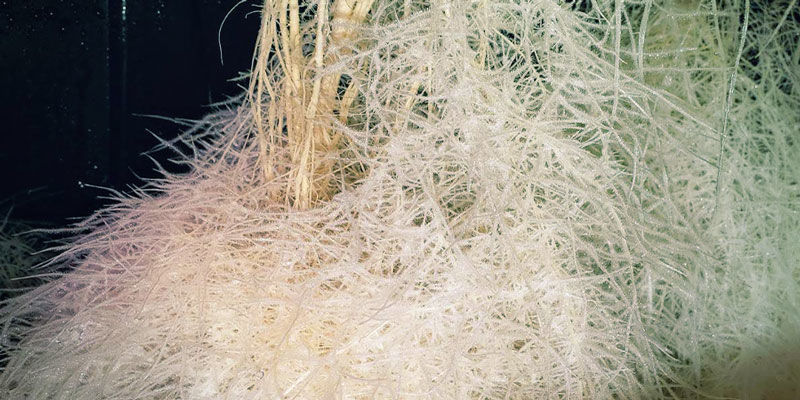 Aeroponic Systems Aeroponic Systems