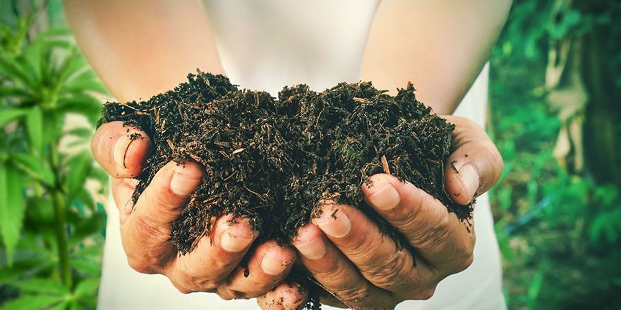 Så gör du egen kompost för cannabisplantor SÅ GÖR DU EGEN KOMPOST FÖR CANNABISPLANTOR
