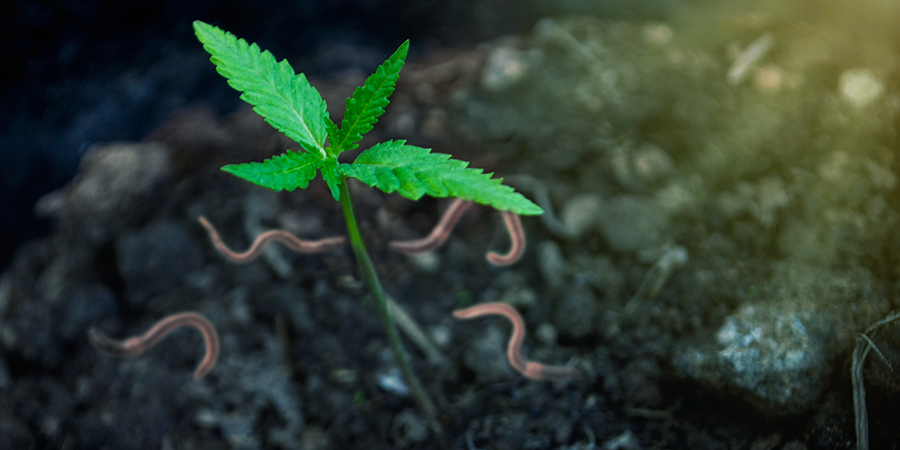 Fördelarna med att odla cannabis med din egen kompost Fördelarna med att odla cannabis med din egen kompost