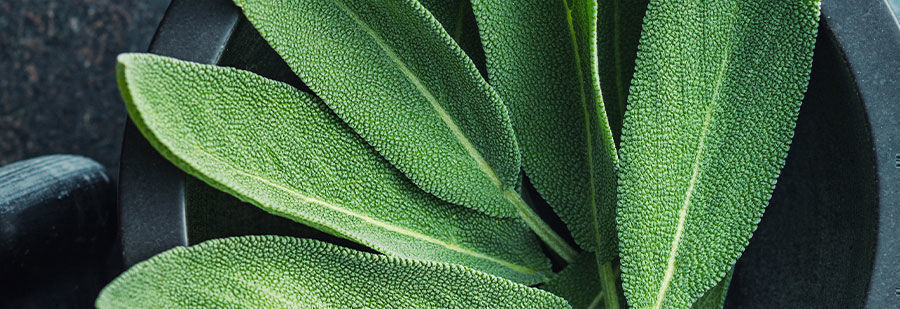 r/salvia: Sök gemenskap i The Salvia Divinorum Emporium r/salvia: Seek Like-mindedness At The Salvia Divinorum Emporium