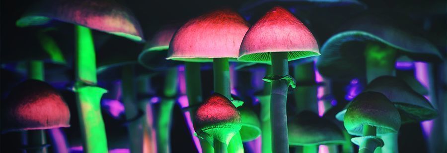 r/shrooms: Din självklara subreddit för information om psilocybin r/shrooms: Din självklara subreddit för information om psilocybin
