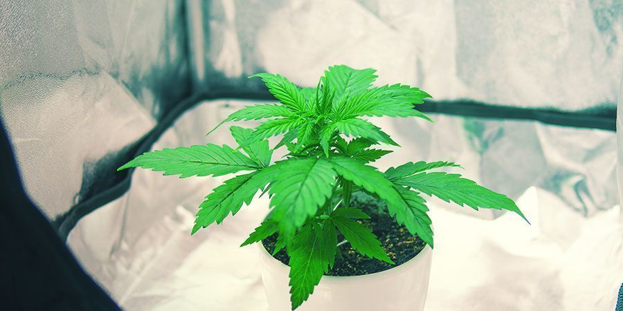Odla cannabis i ett litet odlingstält Growing Weed In A Small Grow Tent