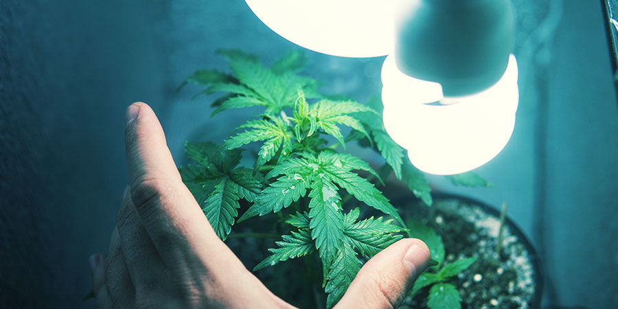 Odla cannabis i en stealth-odlingslåda Growing Weed In A Stealth Grow Box