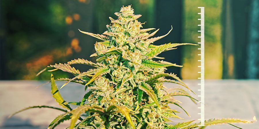 Sorter som passar för mikroodling Strains Sustainable For Micro-Growing
