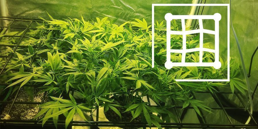 Tekniker för att öka avkastningen vid mikroodling Techniques To Enhance Your Micro-Grow Yield