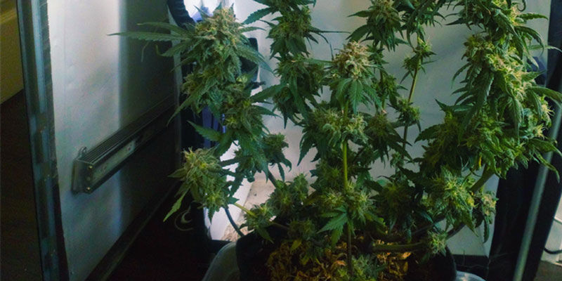 Odla cannabis i ett datorchassi Growing Weed In A Computer Tower