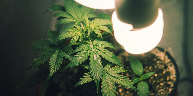 Odla cannabis i garderoben Odla cannabis i garderoben