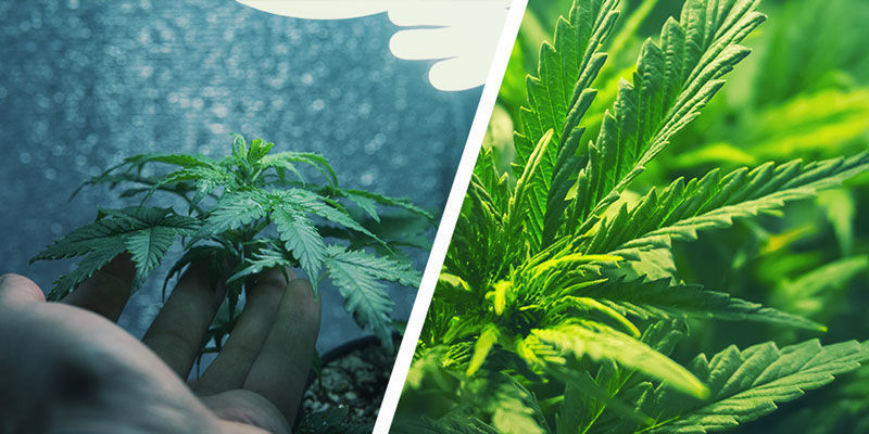 Vad är mikroodling och hur skiljer det sig från vanlig cannabisodling? Vad är mikroodling och hur skiljer det sig från vanlig cannabisodling?