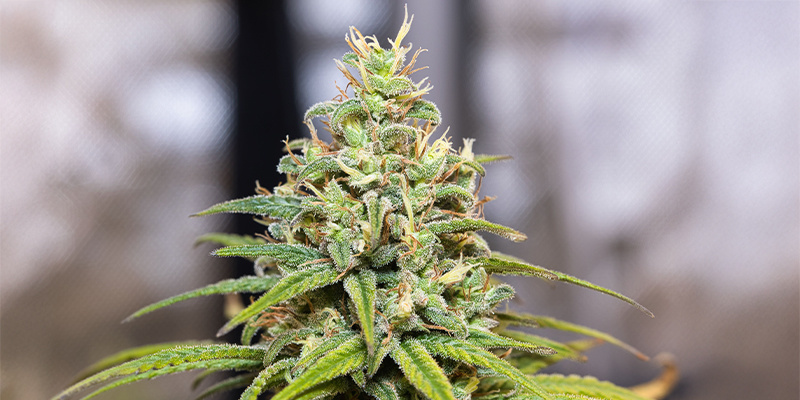 Pinene Pinene