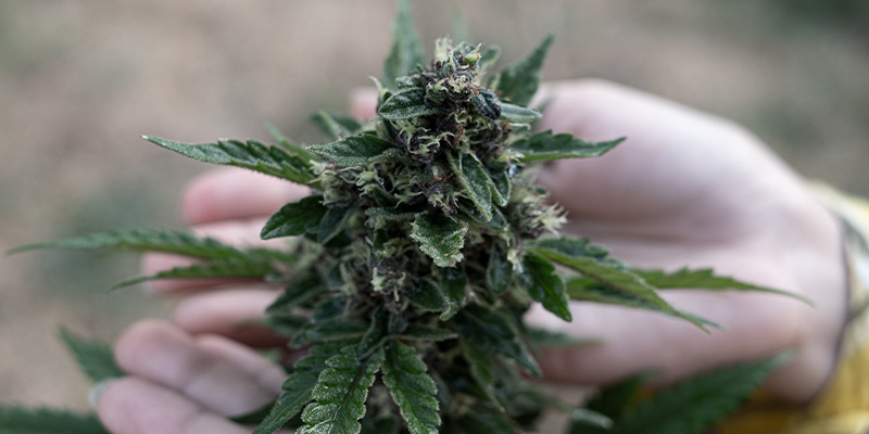 Topp 3 cannabissorter efter terpener Topp 3 cannabissorter efter terpener