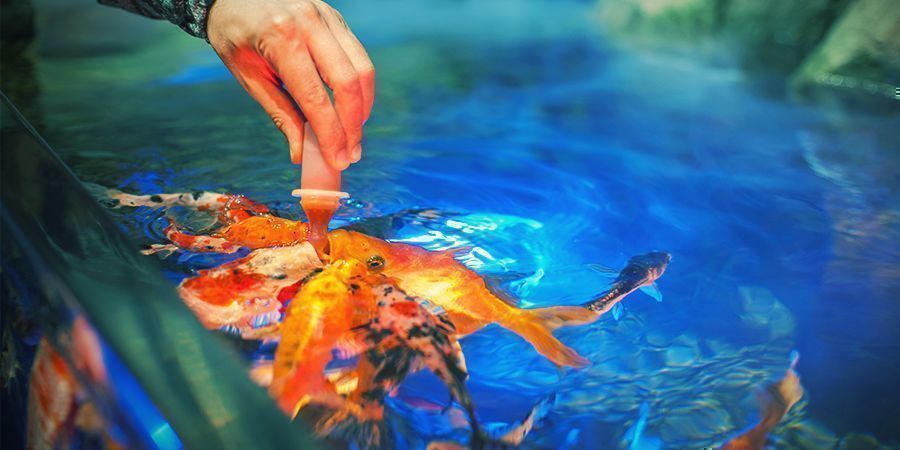Tips för din akvaponiska odling Tips For Your Aquaponics Grow