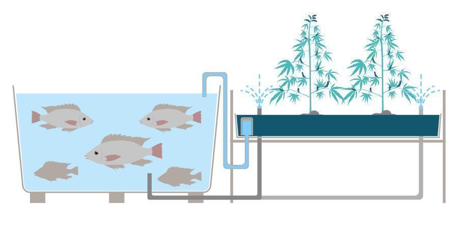 Vad är akvaponik? What Is Aquaponics?
