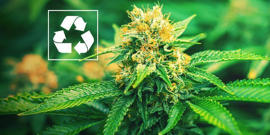 Varför odla cannabis med akvaponik? Varför odla cannabis med akvaponik?