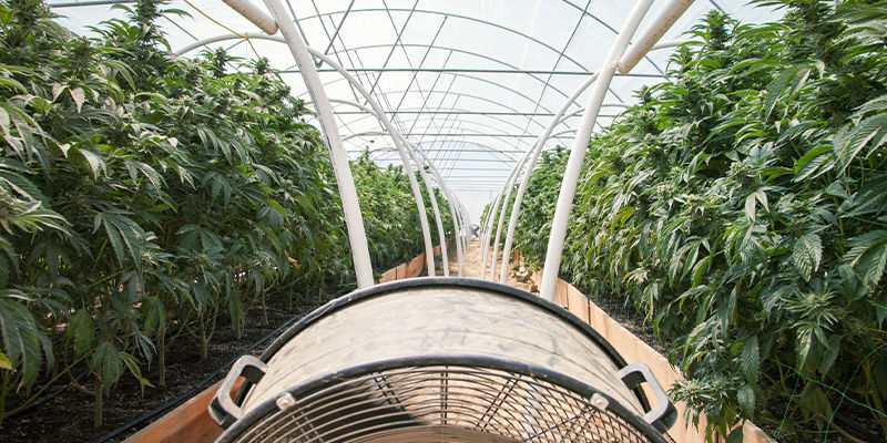 Reguljär cannabisodling Regular Cannabis Growing