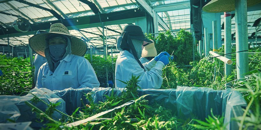 Är vertikal cannabisodling framtiden? Är vertikal cannabisodling framtiden?