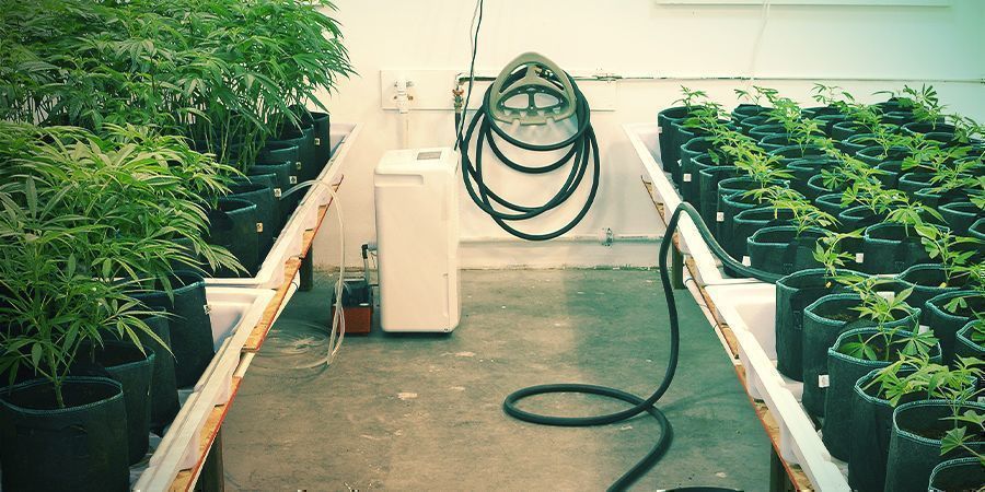 Håll allt rent Håll allt rent – vertikal cannabisodling