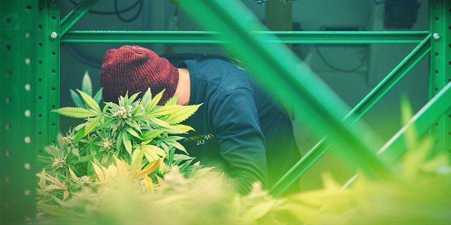Hyllställning Rack Setup - Vertical Cannabis Growing