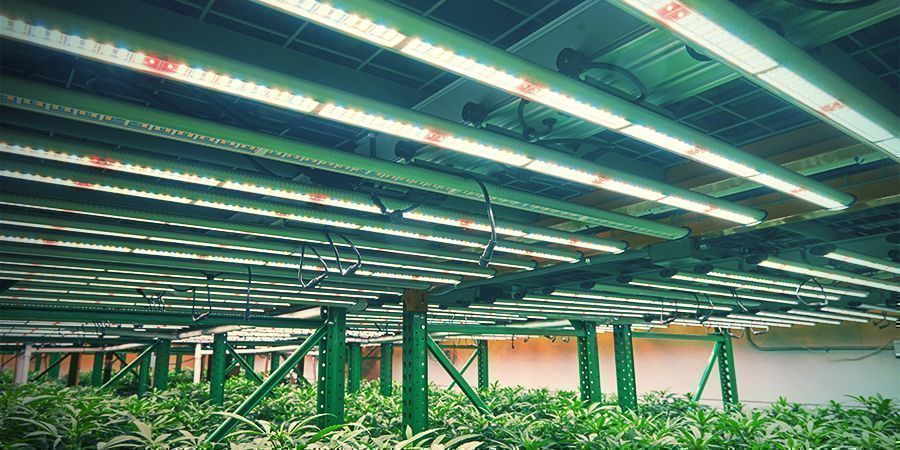 Vertikal cannabisodling Vertikal cannabisodling