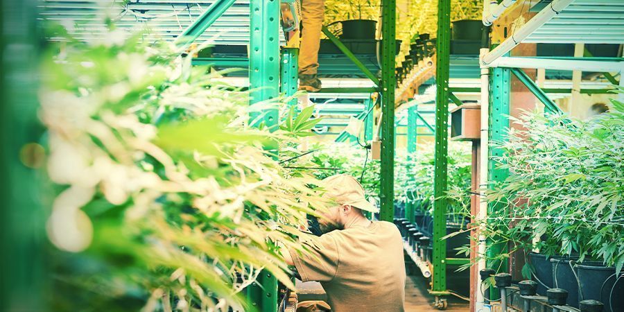Vad är vertikal odling? Vad är vertikal odling? – Vertikal cannabisodling