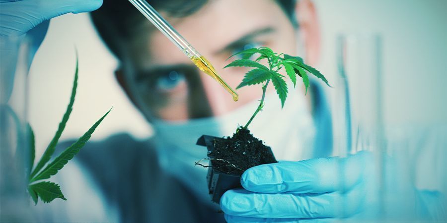 Faktorer som kan p&aring;verka cannabisens blomning: exogena kemikalier