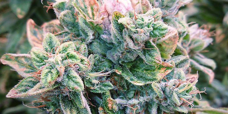 Isla OG Isla OG