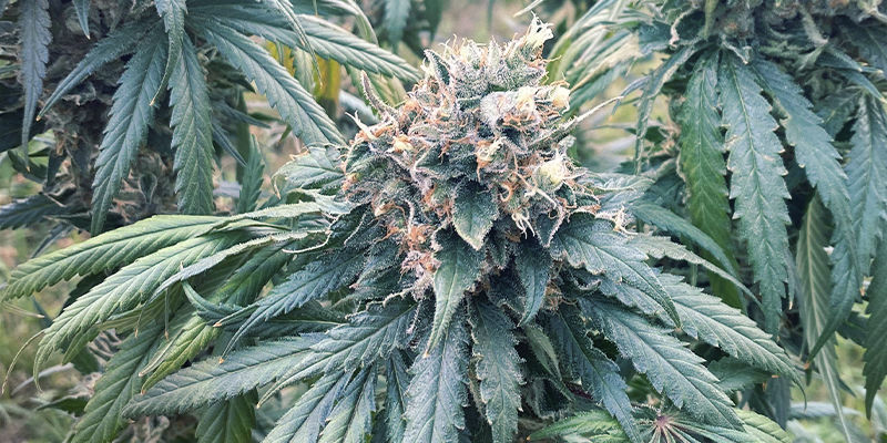 Mest exklusiva och dyraste sorter Most Expensive/Exclusive Strains