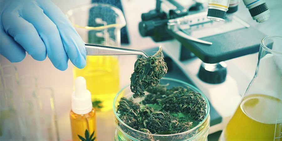 Hur p&aring;verkar cannabis anandamid?